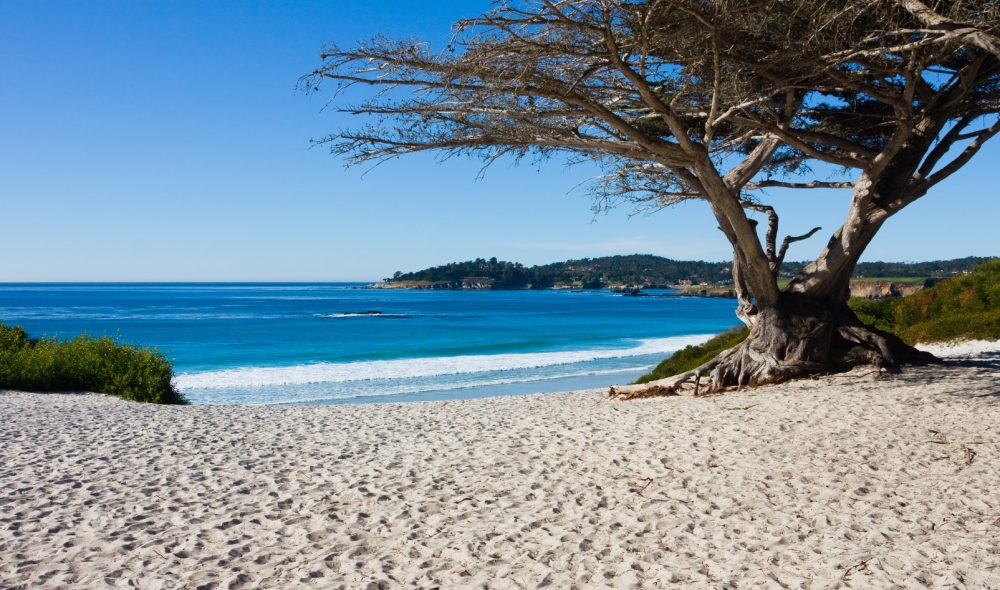 bigs-Carmel-City-Beach-with-tree-5860385-Large-e1491340866950-1000x590.jpg
