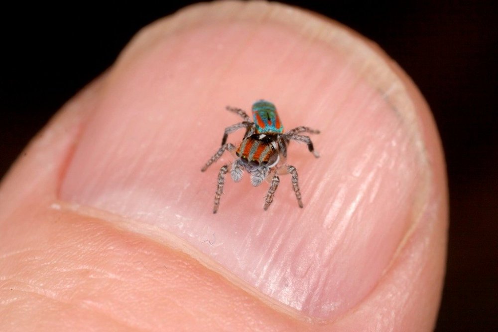 Jumping spider.jpg