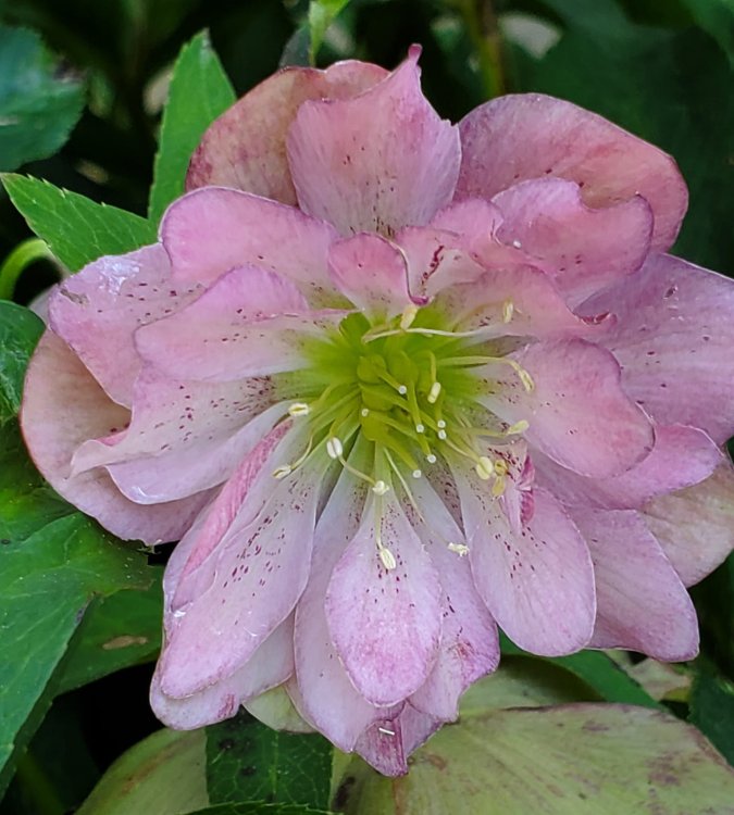 hellebore222.jpg